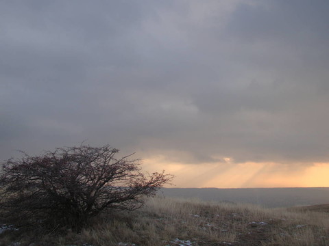 布什和天空