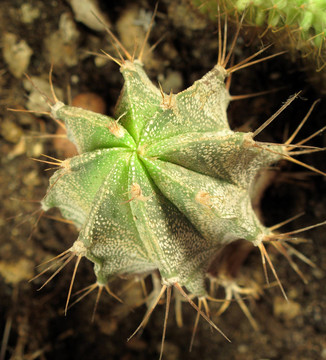 仙人掌astrophyum