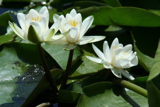 水百合