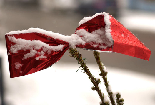 紅紙弓在雪中