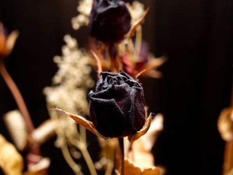 干紅花
