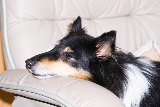 喜樂蒂牧羊犬