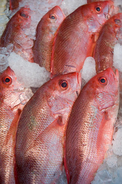 紅色的魚(yú)