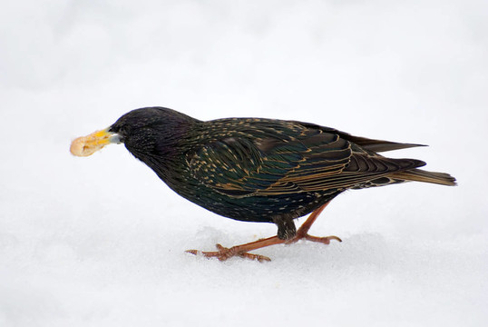 白色的雪，