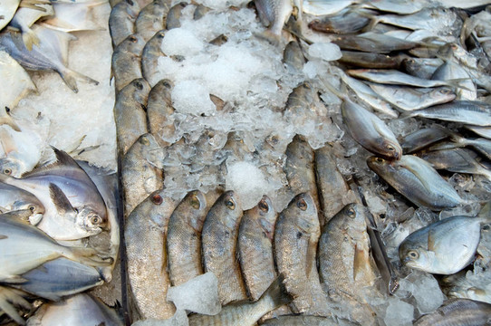 魚在超市