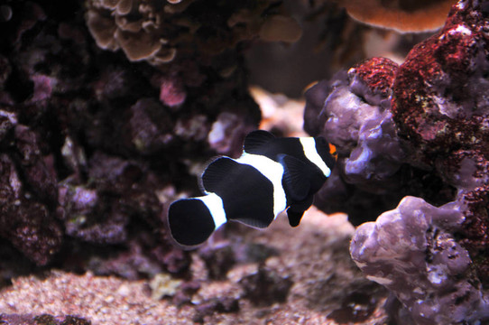 假percula的小丑魚
