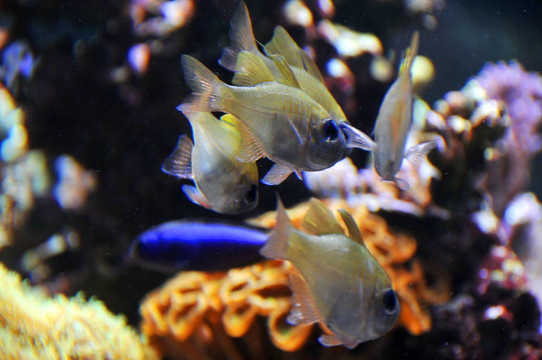 水族館