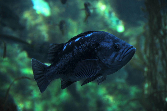 石斑魚