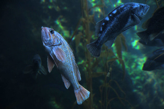 石斑魚