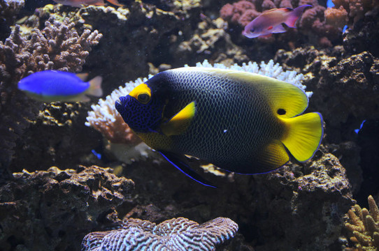 黃色面具的神仙魚