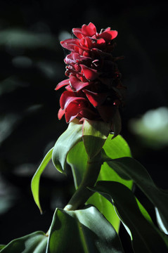 紅姜花