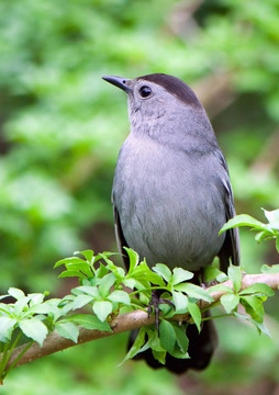 Catbird坐在綠枝