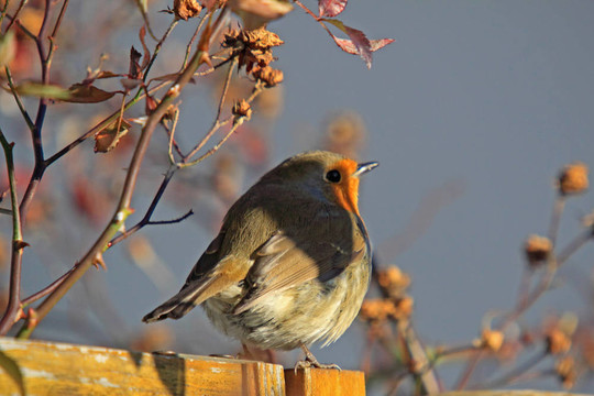 歐洲知更鳥(niǎo)（Erithacus rubecula）