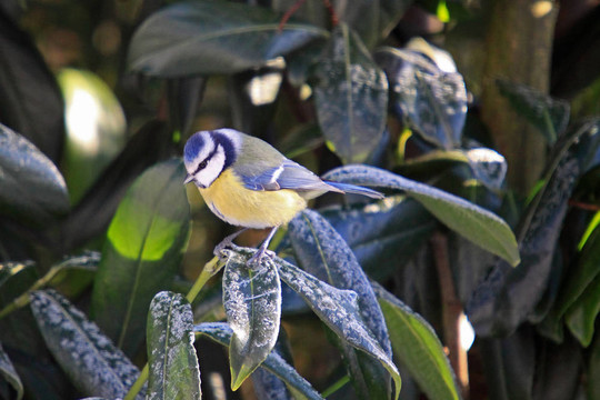 藍(lán)山雀（Cyanistes caeruleus）