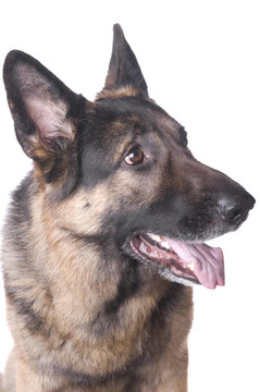 德國牧羊犬