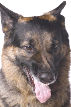 德國牧羊犬近距離