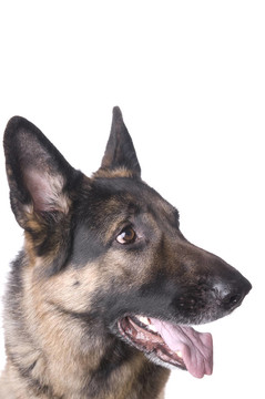 德國牧羊犬圖片