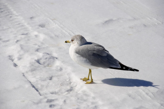 在寒冷的雪鷗
