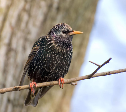 椋鳥落在樹枝上