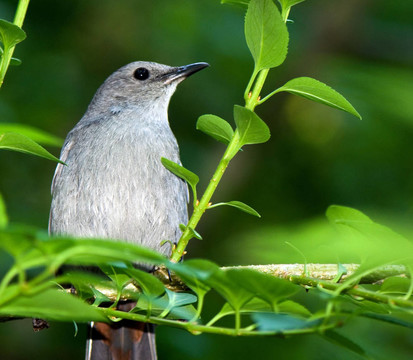 Catbird