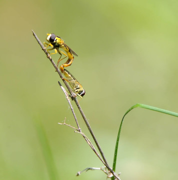 兩個在草地上做愛的昆蟲