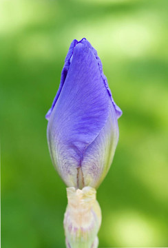 紫色的Iris Bud