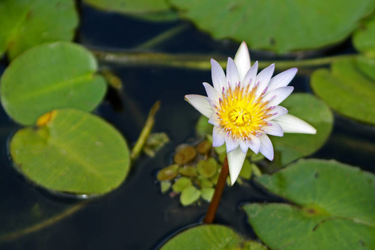 Waterlily（Nymphaea）