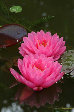 Waterlily（Nymphaea）