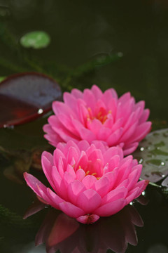 Waterlily（Nymphaea）