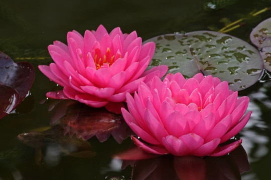Waterlily（Nymphaea）