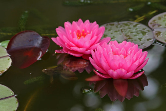Waterlily（Nymphaea）