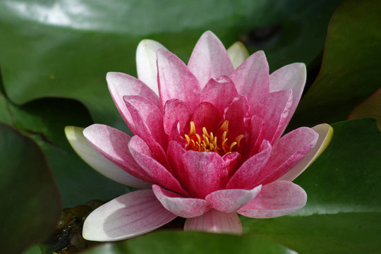 Waterlily（Nymphaea）