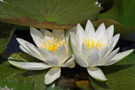 Waterlily（Nymphaea）