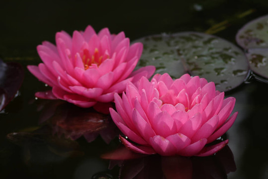 Waterlily（Nymphaea）