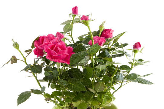 粉薔薇