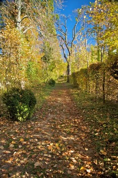 秋天的公園路