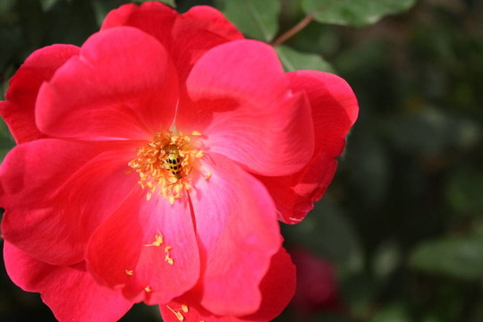 花夫人