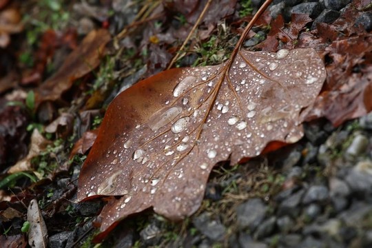 秋天的雨