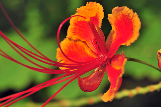 Gulmohar