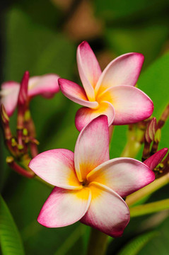 雞蛋花