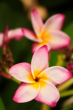 雞蛋花