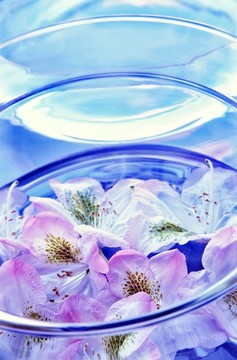杜鵑花