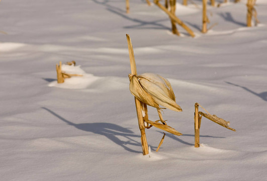 雪中玉米稈