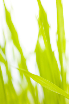 大麥摘要