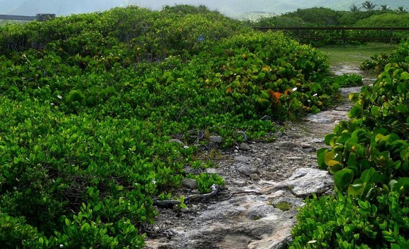 珊瑚海葡萄foliag路徑
