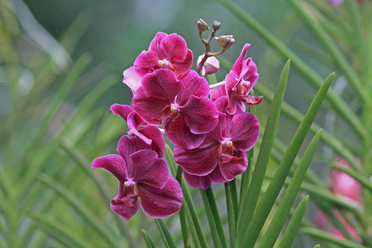 Vanda；蘭