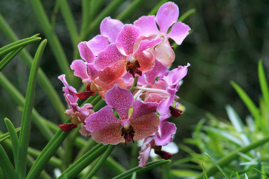 Vanda；蘭