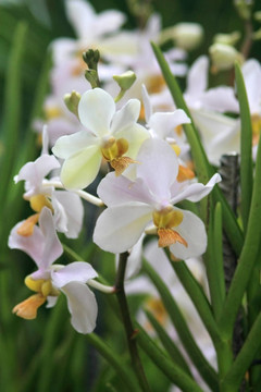 Vanda；蘭