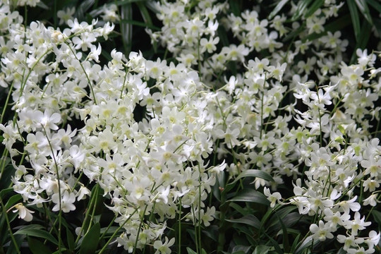 Vanda；蘭