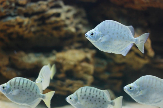 灰色的魚